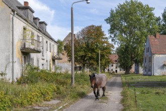 Abandoned military site with horses Wustrow peninsula Baltic Sea Germany