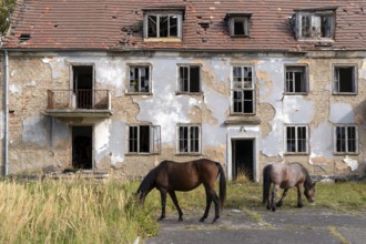 Abandoned military site with horses Wustrow peninsula Baltic Sea Germany