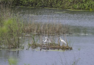 Spoonbill (Platalea leucorodia) in the nature reserve Krapje Dol, Krapje, Sisak-Moslavina County,