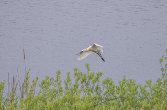 Spoonbill (Platalea leucorodia) in the nature reserve Krapje Dol, Krapje, Sisak-Moslavina County,