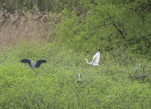 Heron colony in the Krapje Dol nature reserve, Krapje, Sisak-Moslavina County, Croatia