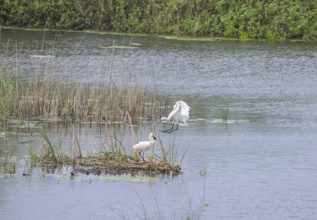 Spoonbill (Platalea leucorodia) in the nature reserve Krapje Dol, Krapje, Sisak-Moslavina County,