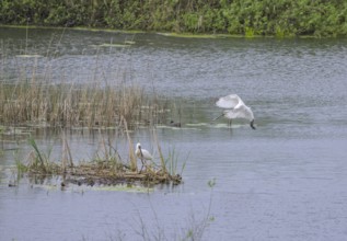 Spoonbill (Platalea leucorodia) in the nature reserve Krapje Dol, Krapje, Sisak-Moslavina County,