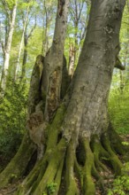 Tree with mossy roots in Papuk National Park, Jankovac, Slatinski Drenovac, Virovitica-Podravin