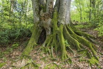 Tree with mossy roots in Papuk National Park, Jankovac, Slatinski Drenovac, Virovitica-Podravin