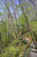 Path through the forest in Papuk National Park, Jankovac, Slatinski Drenovac, Virovitica-Podravin