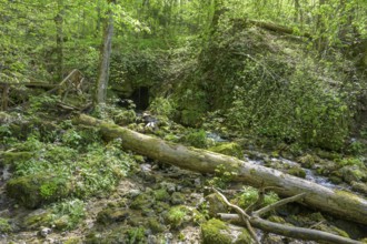Spring in Papuk National Park, Jankovac, Slatinski Drenovac, Virovitica-Podravin County, Croatia