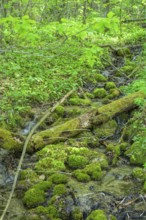 Spring with green moss in Papuk National Park, Jankovac, Slatinski Drenovac, Virovitica-Podravin