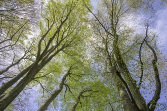 Beech forest with fresh greenery in Papuk National Park, Jankovac, Slatinski Drenovac,