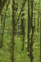 Trees with twisted trunks in Papuk National Park, Jankovac, Slatinski Drenovac, Virovitica-Podravin
