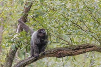 A brown woolly monkey (Lagothrix lagothricha) sits in a tree. Brazil, South America