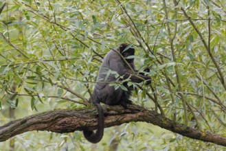 A brown woolly monkey (Lagothrix lagothricha) climbs a tree, collecting food. Brazil, South America