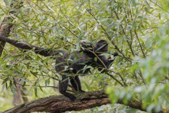 A brown woolly monkey (Lagothrix lagothricha) climbs a tree, collecting food. Brazil, South America