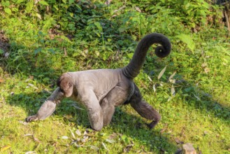 A brown woolly monkey (Lagothrix lagothricha) walks on the forest floor, collecting food. Brazil,