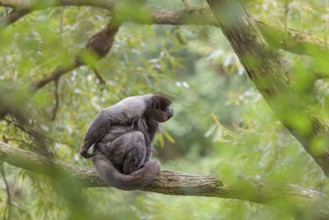A brown woolly monkey (Lagothrix lagothricha) sits in a tree. Brazil, South America
