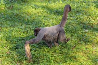 A brown woolly monkey (Lagothrix lagothricha) walks on the forest floor, collecting food. Brazil,