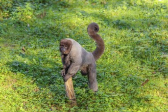 A brown woolly monkey (Lagothrix lagothricha) walks on the forest floor, collecting food. Brazil,