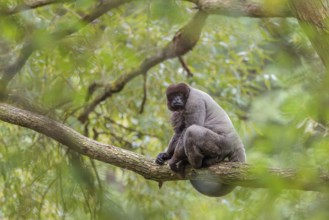 A brown woolly monkey (Lagothrix lagothricha) sits in a tree. Brazil, South America