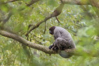 A brown woolly monkey (Lagothrix lagothricha) sits in a tree. Brazil, South America