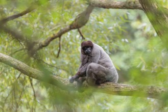 A brown woolly monkey (Lagothrix lagothricha) sits in a tree. Brazil, South America