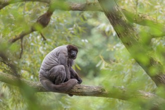 A brown woolly monkey (Lagothrix lagothricha) sits in a tree. Brazil, South America
