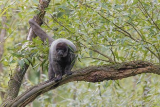 A brown woolly monkey (Lagothrix lagothricha) sits in a tree. Brazil, South America