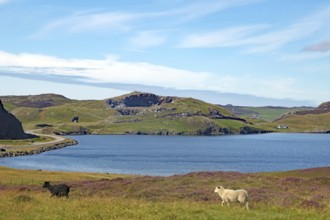 Sheep grazing in a meadow in front of a loch and hills under a blue sky, Eshaness, Shetland