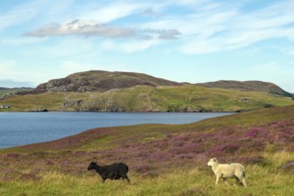 Two sheep running through a rolling landscape of purple flowers beside a loch under a blue sky,