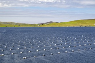 Inlet with numerous buoys under a cloudy sky. Mussel farms, Eshaness, Shetland Islands, Scotland,