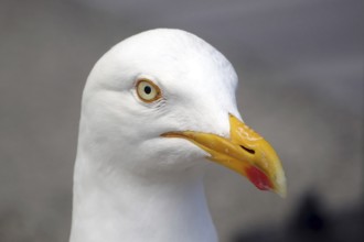 Close-up of a seagull with yellow beak and white plumage, Lerwick, Shetland Islands, Scotland,
