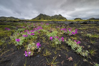 Blossoms in front of a moss-covered mountain in the Icelandic Highlands, Iceland