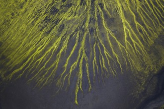 Abstract patterns of moss in black sand desert, Icelandic Highlands, Iceland