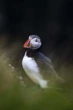 Puffin (Fratercula arctica), Latrabjarg bird cliff, Westfjords, Iceland