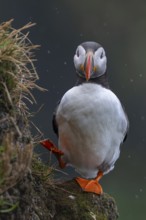 Puffin (Fratercula arctica) on rocky outcrop, Latrabjarg bird cliff, Westfjords, Iceland