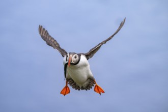 Puffin (Fratercula arctica) in flight with fish in its beak, Bakkagerði, East Iceland, Iceland