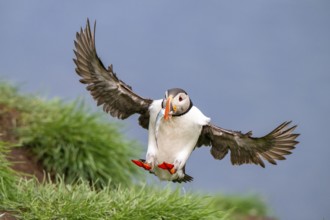Puffin (Fratercula arctica) in flight with fish in its beak, Bakkagerði, East Iceland, Iceland