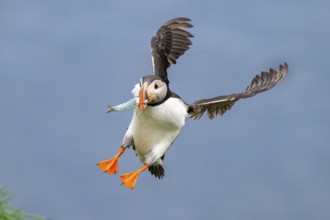 Puffin (Fratercula arctica) in flight with fish in its beak, Bakkagerði, East Iceland, Iceland