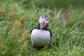 Puffin (Fratercula arctica) with fish in its beak, Bakkagerði, East Iceland, Iceland