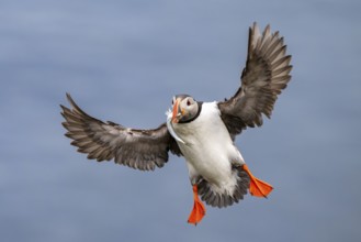 Puffin (Fratercula arctica) in flight with fish in its beak, Bakkagerði, East Iceland, Iceland
