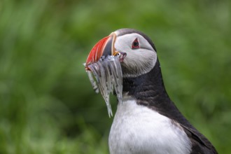 Puffin (Fratercula arctica) with fish in its beak, Bakkagerði, East Iceland, Iceland