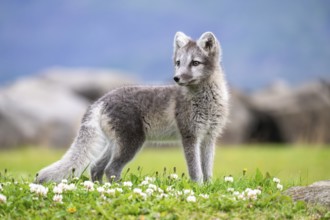 Young Arctic fox (Vulpes lagopus), East Fjords, East Iceland, Iceland