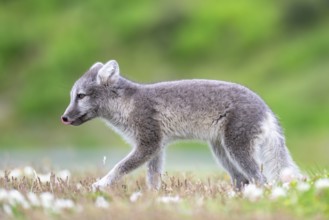 Young Arctic fox (Vulpes lagopus), East Fjords, East Iceland, Iceland