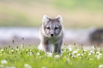 Young Arctic fox (Vulpes lagopus), East Fjords, East Iceland, Iceland
