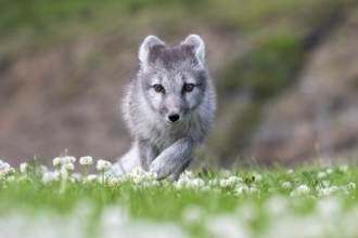 Young Arctic fox (Vulpes lagopus), East Fjords, East Iceland, Iceland