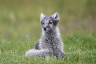 Young Arctic fox (Vulpes lagopus), East Fjords, East Iceland, Iceland