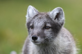 Young Arctic fox (Vulpes lagopus), East Fjords, East Iceland, Iceland
