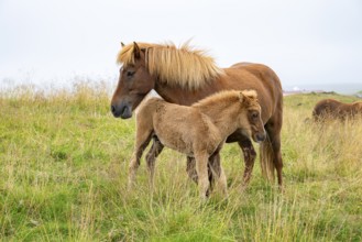 Icelandic horses on pasture, North Iceland, Iceland
