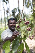 Indian man showing coffee beans on a coffee plantation in Coorg, Karnataka, India