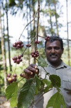 Indian man showing coffee beans on a coffee plantation in Coorg, Karnataka, India