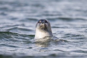 Harbour seal (Phoca vitulina) looking out of the water, Westfjords, West Iceland, Iceland